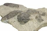 Plate Of Large Parahomalonotus Trilobites - Foum Zguid, Morocco #171025-9